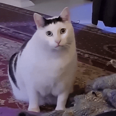 Cat Fun